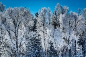 Frosted