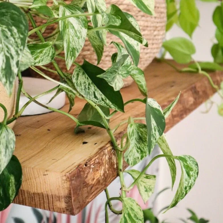 Live Edge Floating Shelves | From Eco-Friendly Urban Wood